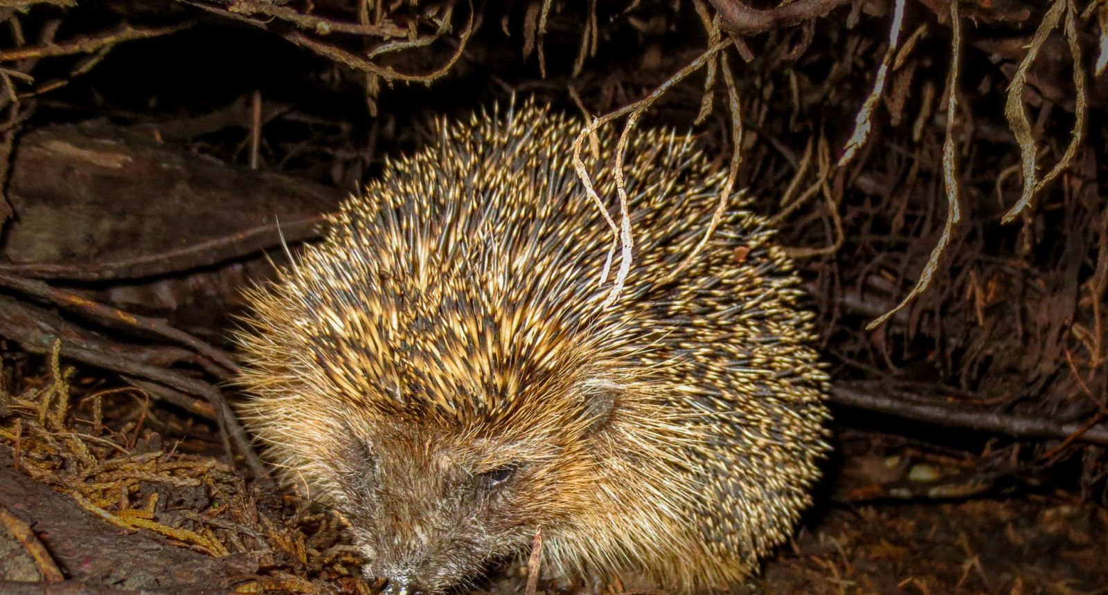 Igel sucht nachts zwischen Laub und Ästen am Boden nach Nahrung, Stacheln im Licht einer Taschenlampe beleuchtet.